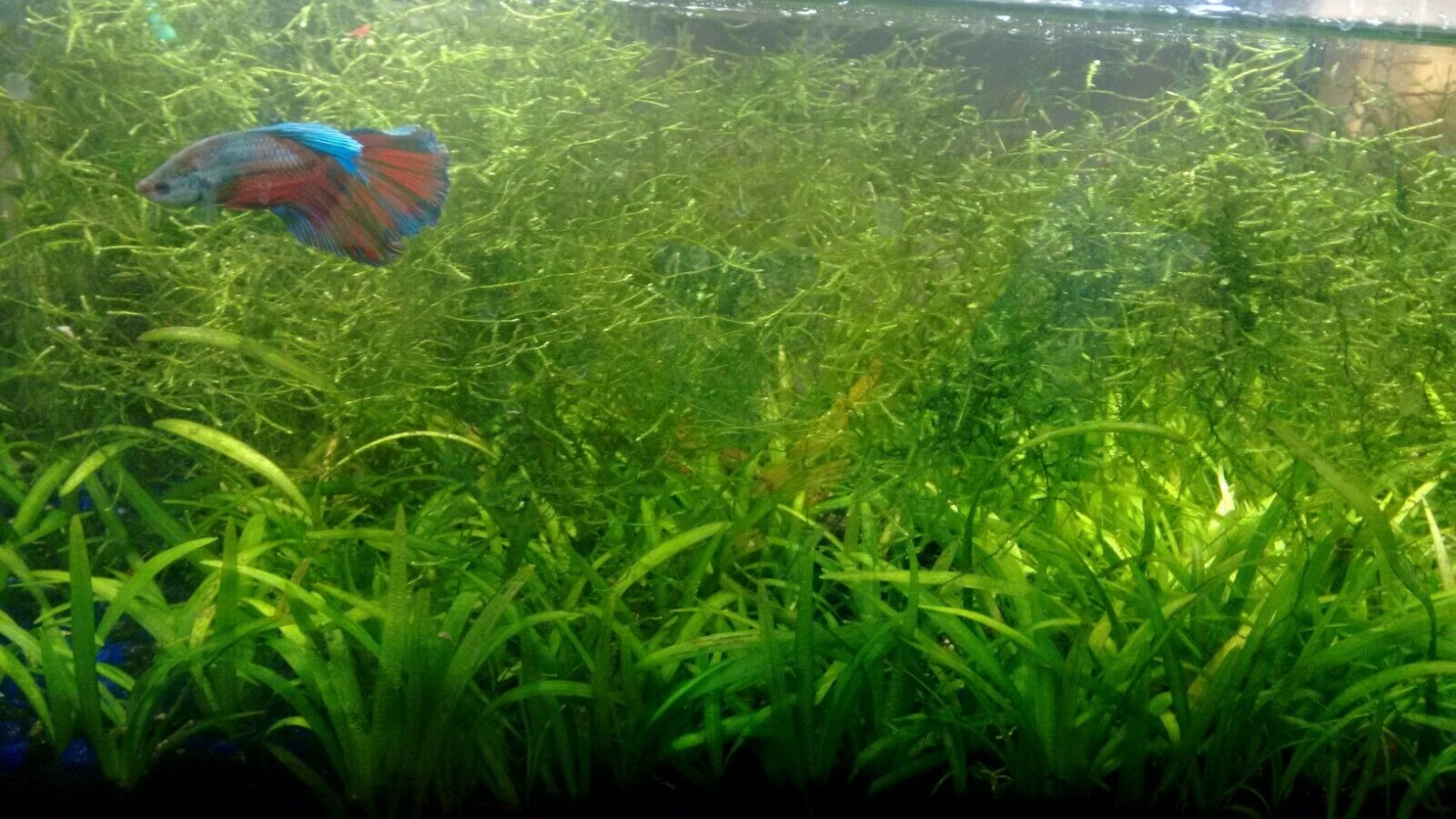 Java Moss Pandemic Clearance Sale (TEMPORARILY OUT OF STOCK)