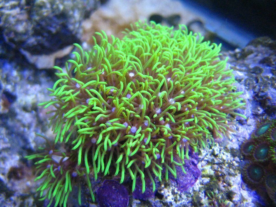Live Green Star Polyp Soft Coral Frag Saltwater GSP Polyps Reef 