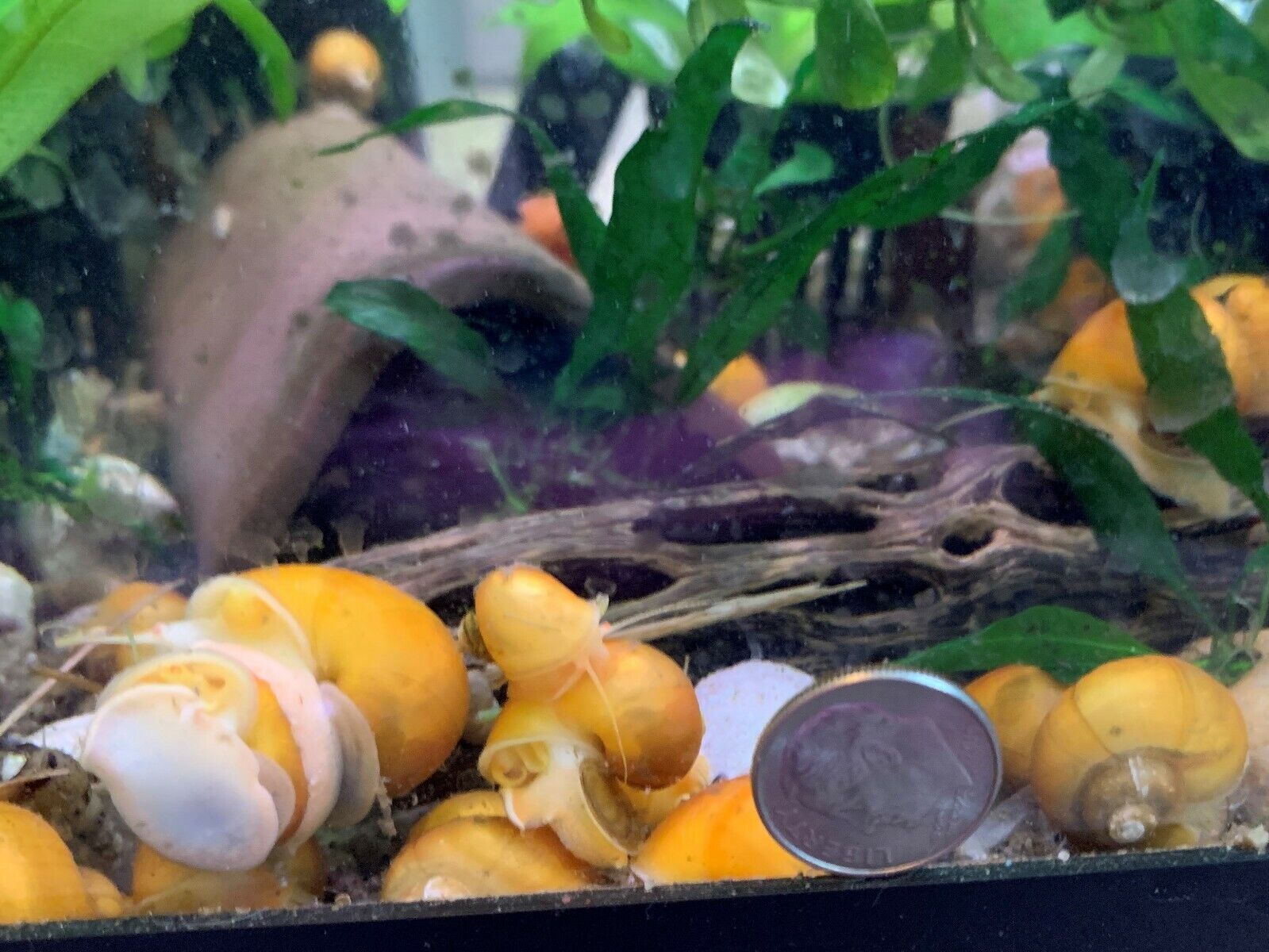 10 Gold Mystery Snails Algae Eaters Beginner Med (Dime Size) Fresh Water