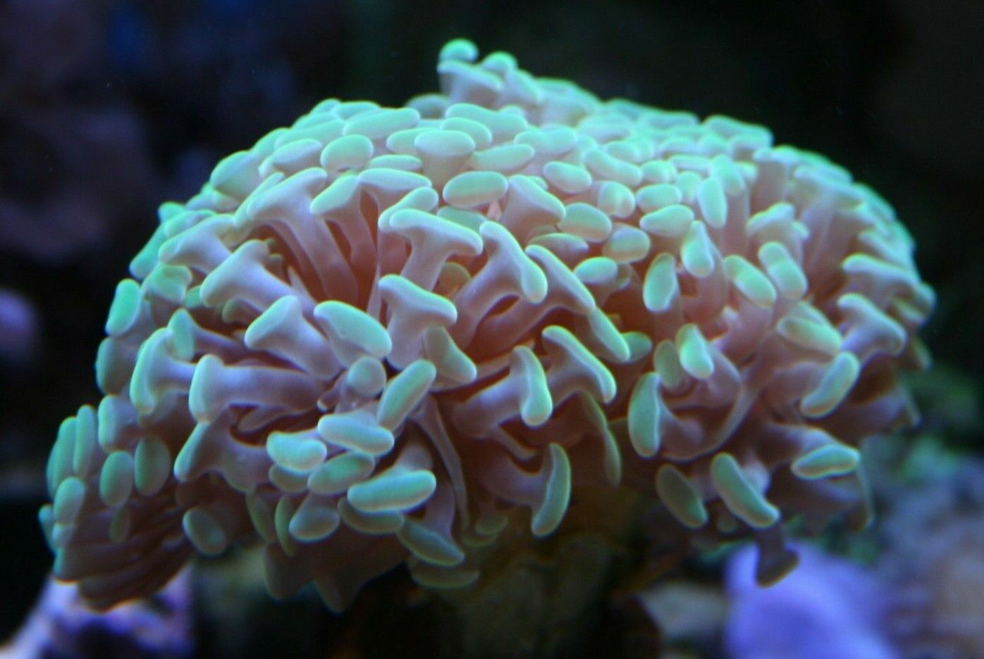Free Shipping : Branching Hammer Coral, Green, Easy Fast Growing LPS