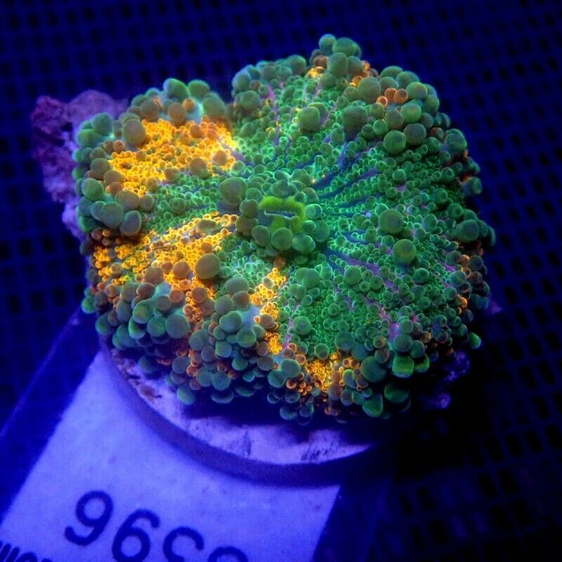 ULTRA Yuma Mushroom Coral WYSIWYG IC 3396 - Indigo Corals - Ricordea