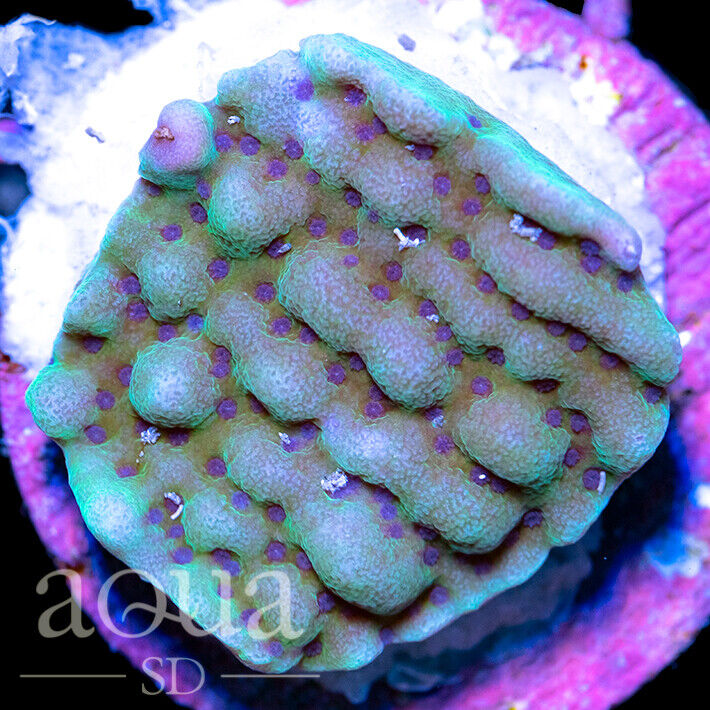 ASD - 065 Concrete Jungle Montipora - WYSIWYG - Aqua SD Live Coral Frag