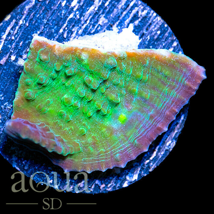 ASD - 134 Toxic Slab Chalice- WYSIWYG - Aqua SD Live Coral Frag