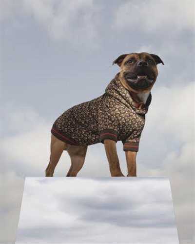 burberry dog clothes TB dog wear S size super rare new unused