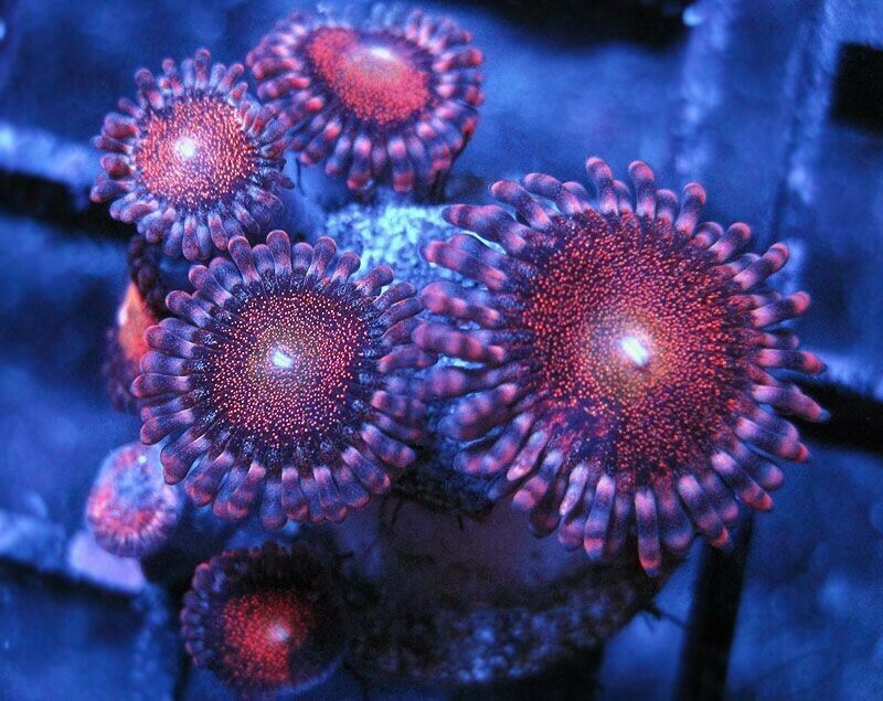 Mowhak Zoanthid Coral