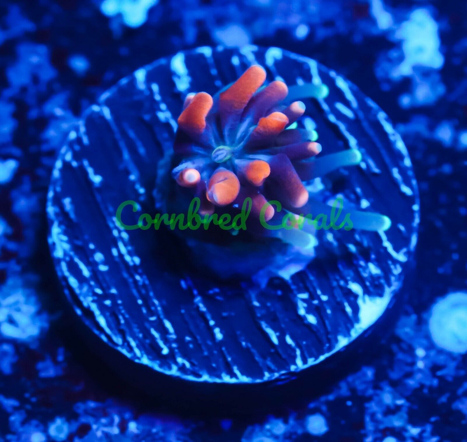 Cornbred\'s Golden Sunset Galaxia - Frag - LIVE CORAL