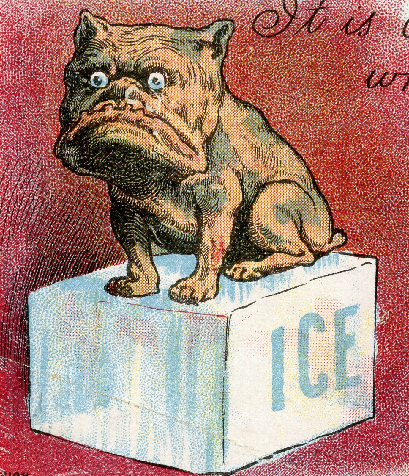 1909 AMERICAN PITBULL POSTCARD MILAN YPSILANTI MI COLD ONE ICE CUBE SEARS CORWIN