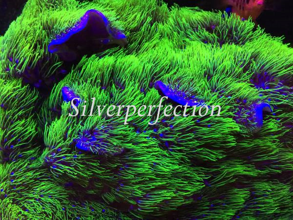 Neon Green Star Polyps Live Soft Coral GSP Frag ***LOWEST PRICE W/ SHIPPING ***