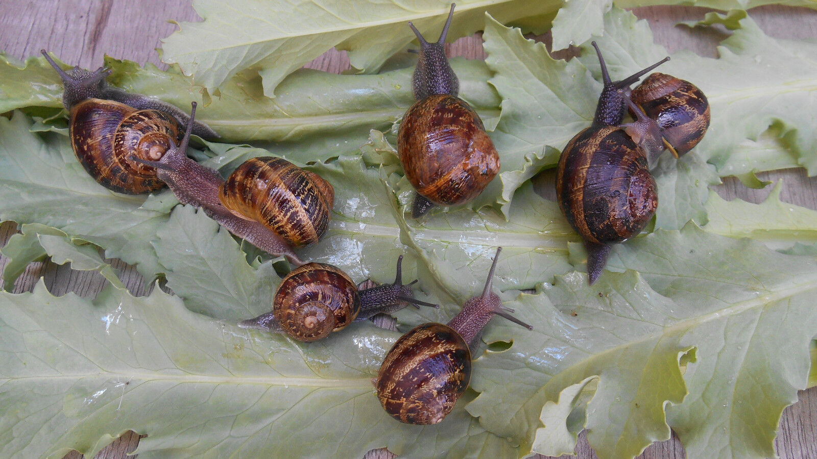 TWO (2) Live Pet Land Snails Hand Raised Pet, educational