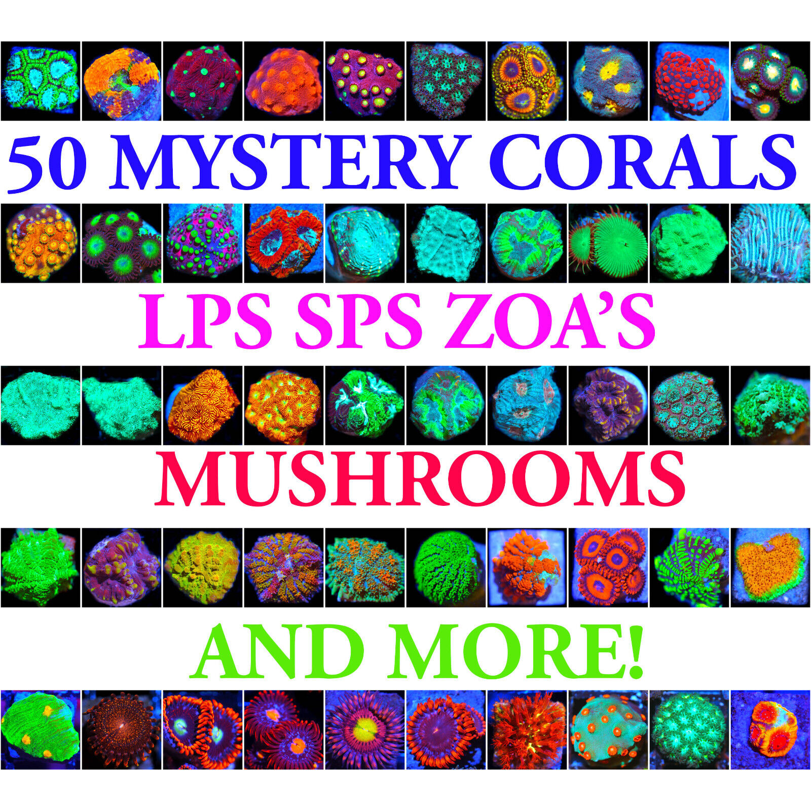 50 Mystery Corals Beginner Live Coral Frag Pack Corals of Eden SPS LPS Soft