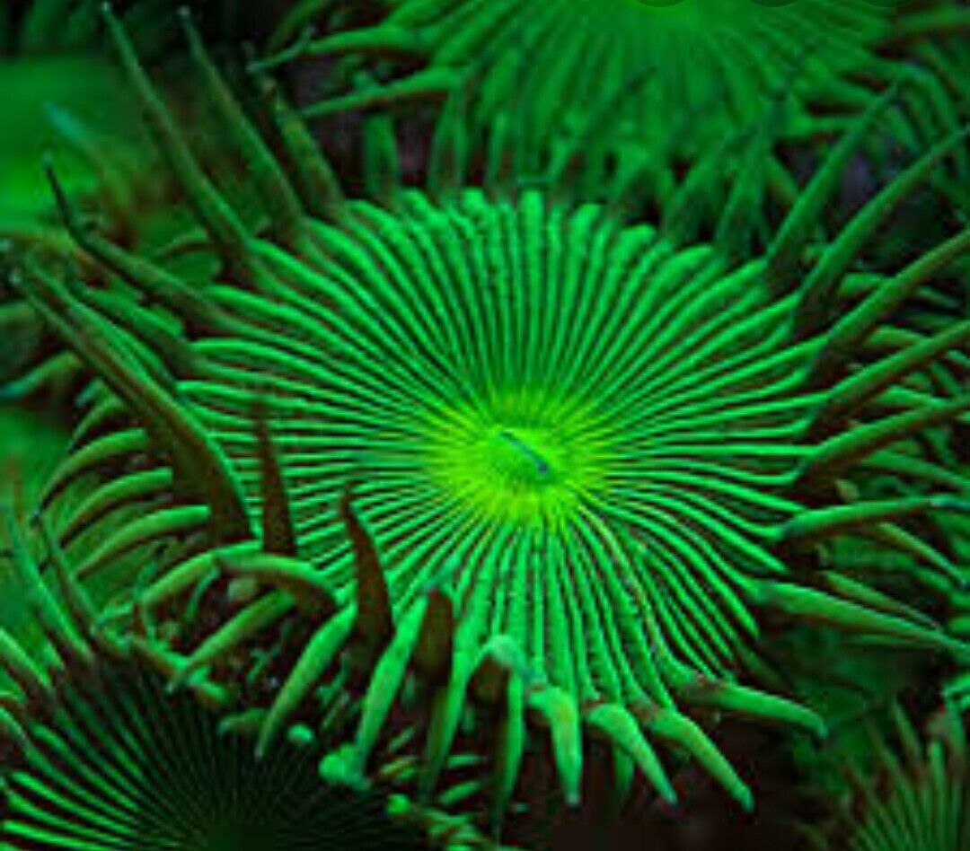 Green Implosion Paly\'s frags 10 Polyps zoas  at $150 