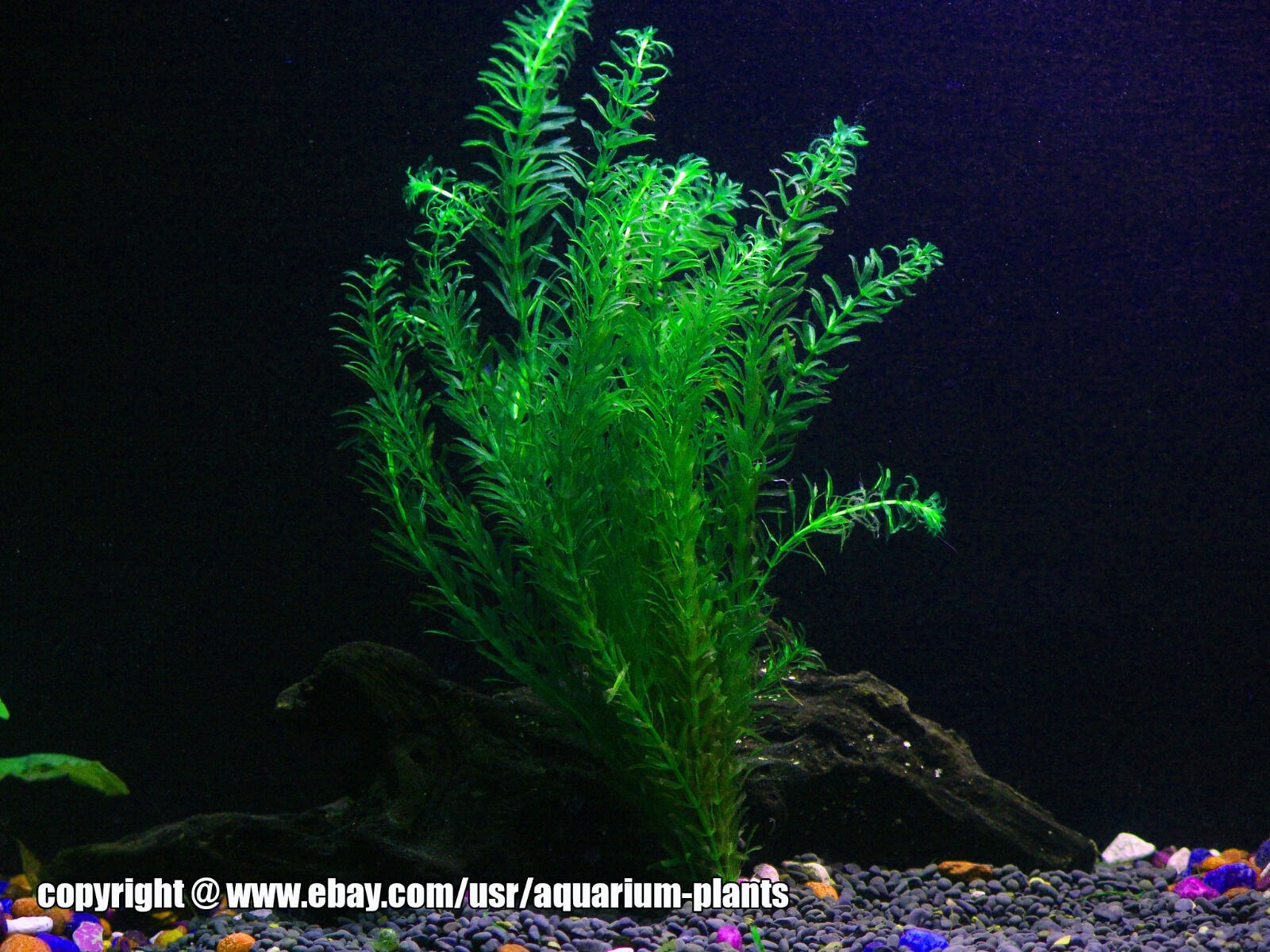Anacharis | Egeria Densa/Elodea Densa - Beginner Live Aquarium Tropical Plant