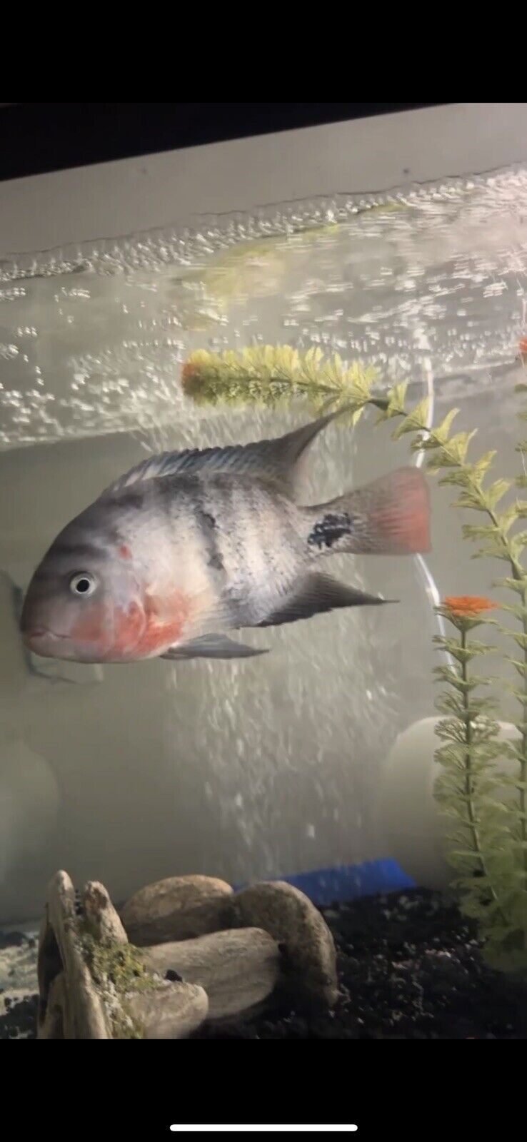 8inch Black Belt Cichlid LIVE FISH Message Me For More Info On Price Located 805