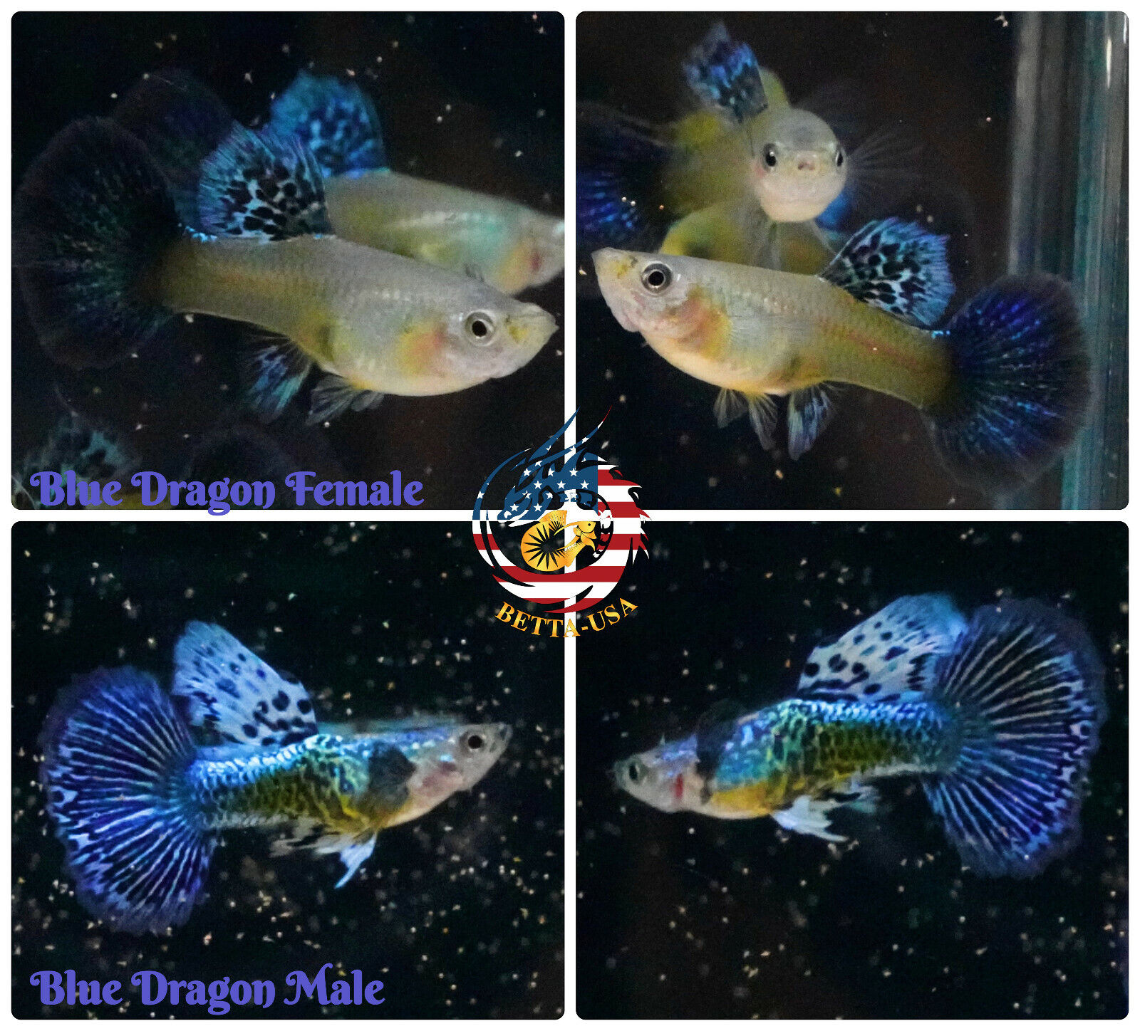1 TRIO - Live Aquarium Guppy Fish High Quality - Blue Dragon - USA Seller