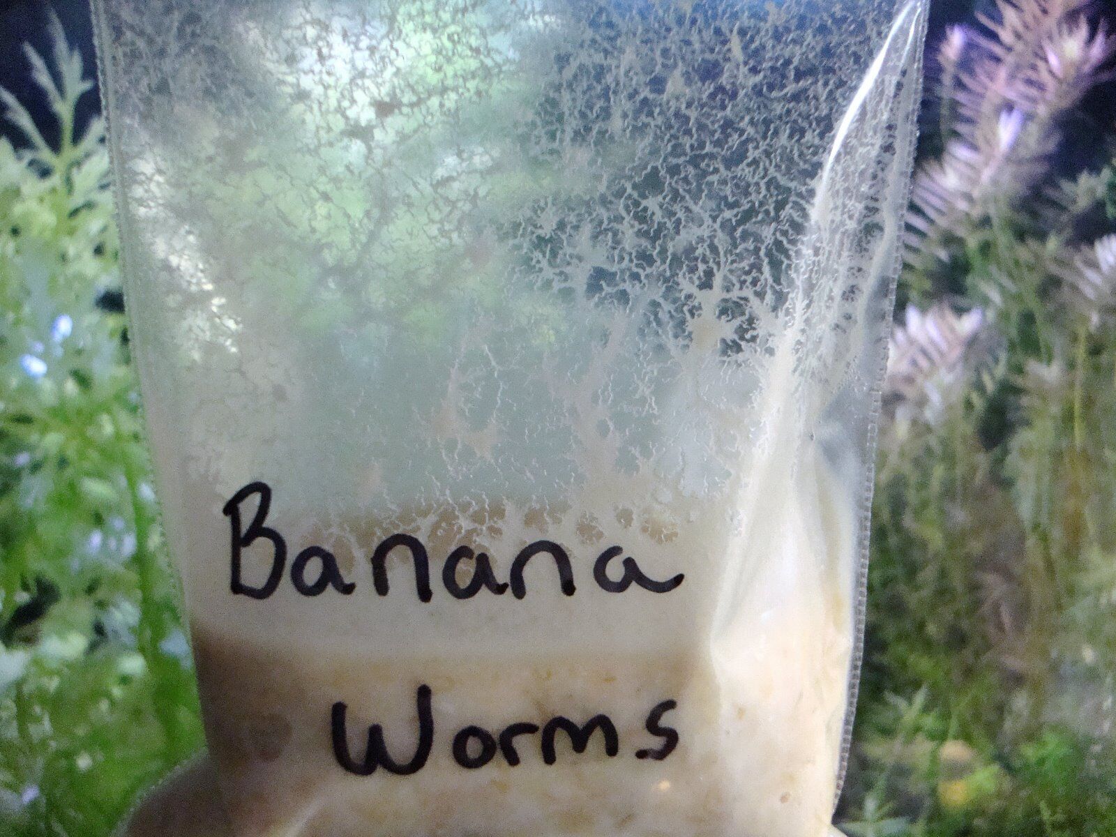 Banana Worms 2oz Banana Worm Starter