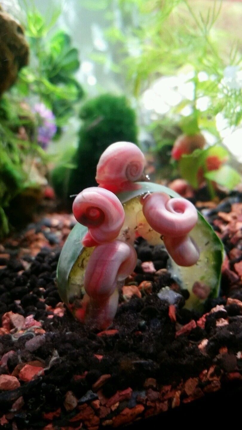 *SALE 20+ Pink Ramshorn Snail Beginner Live Algae Eater Fresh Tropical Aquarium