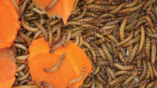 Live MealWorms \'ALL ORGANIC\' 100-5,000 count