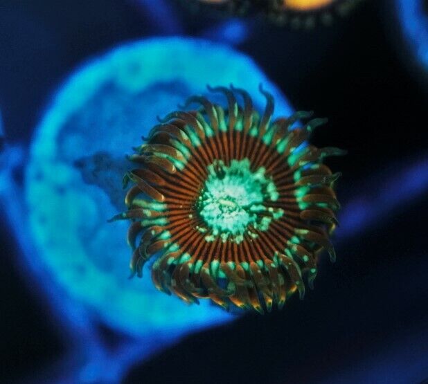 CS AA6 Magicians - WYSIWYG - LIVE CORAL - Frag - SPS LPS ZOAS