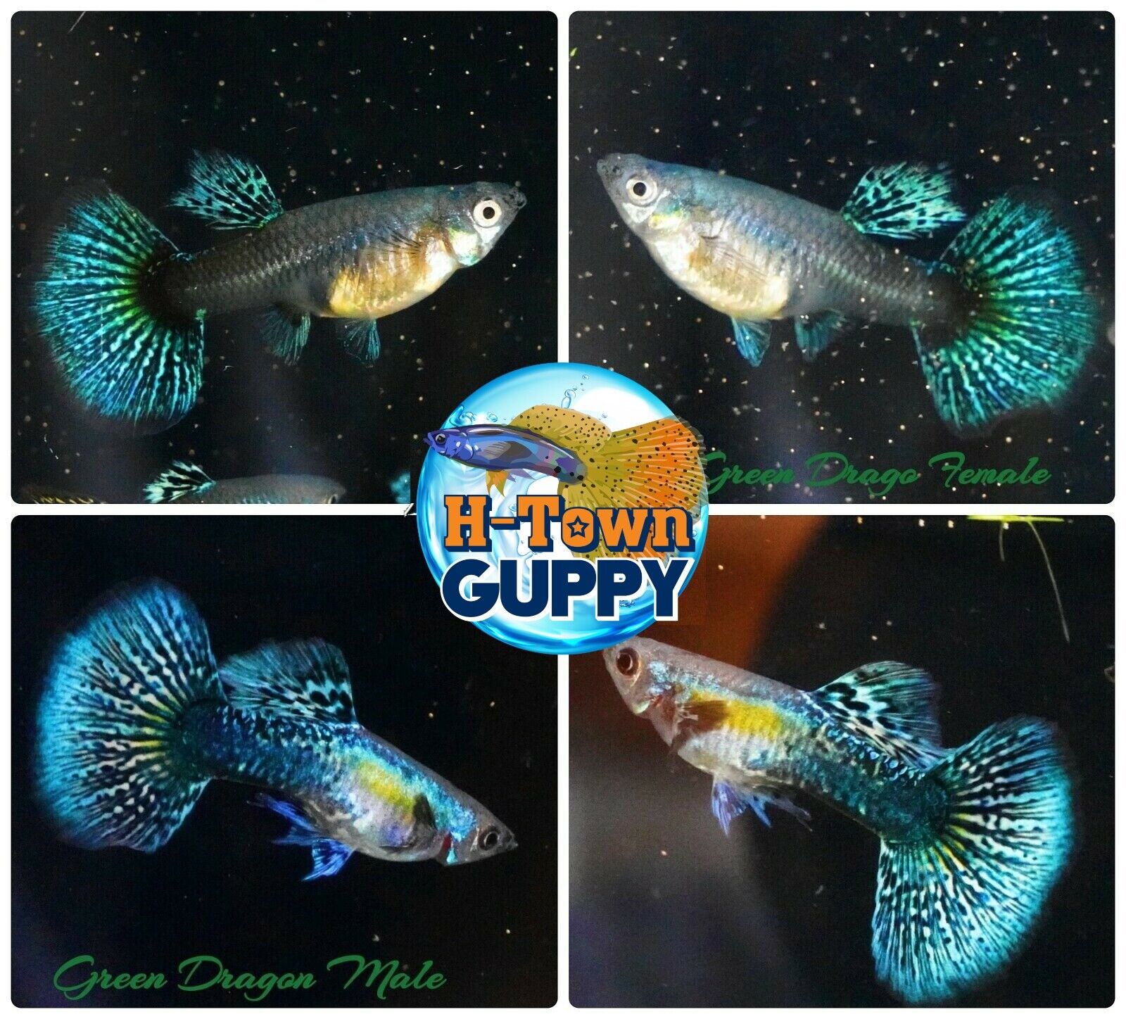 1 TRIO - Live Aquarium Guppy Fish High Quality - Green Dragon - USA SELLER
