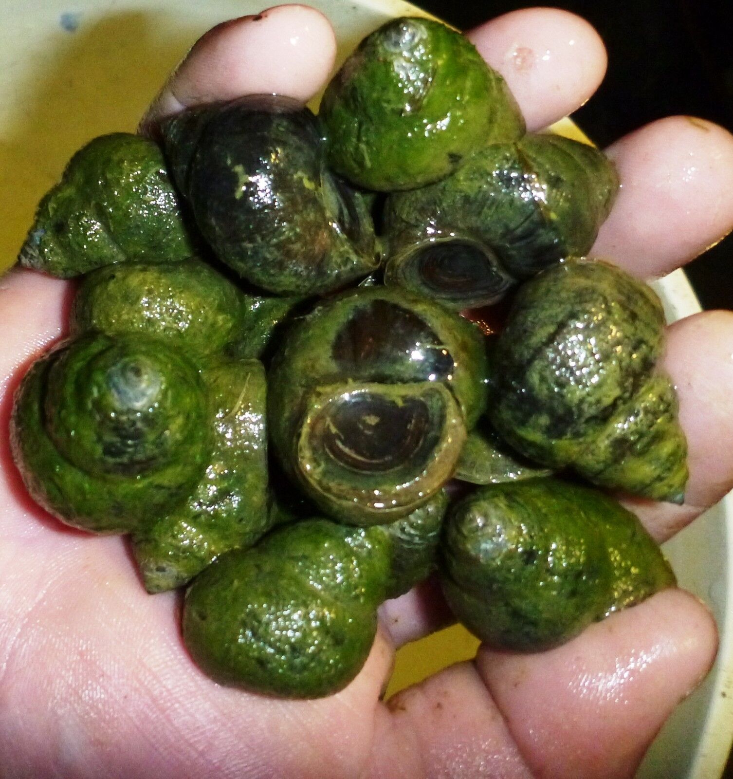 50-Lot Japanese Trapdoor snails algae eaters for koi pond garden pkf