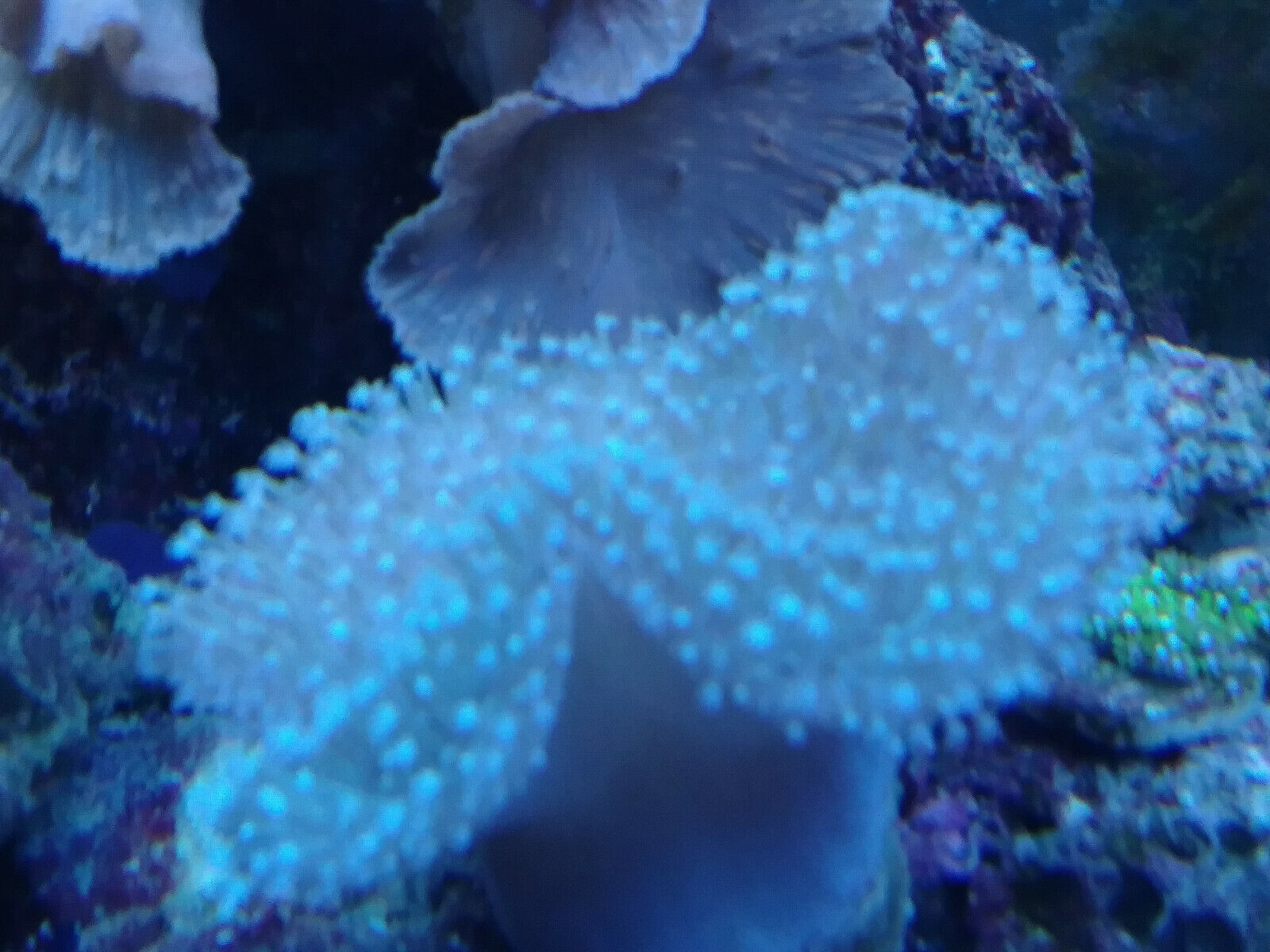 Live pink Sarcophyton Toadstool Leather Coral on frag plug Reef Saltwater Marine