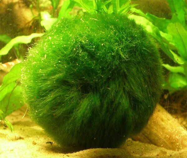 Marimo Moss 30 Balls 1inch and 30 Balls 0.5 Inch Live Plant Aquarium Tank In USA