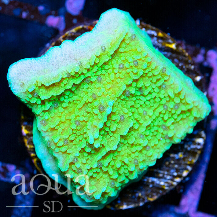 ASD - 136 Toxic Slimer Montipora (2)- WYSIWYG - Aqua SD Live Coral Frag
