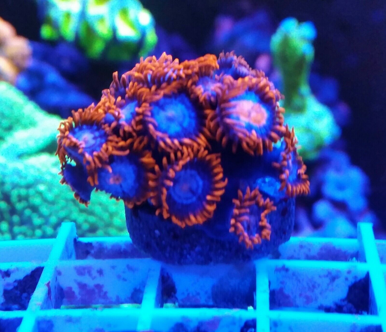 Live Coral Frag Robbie\'s Corals Fire and Ice Zoa Polyps Small Frag 2-3 Polyps 