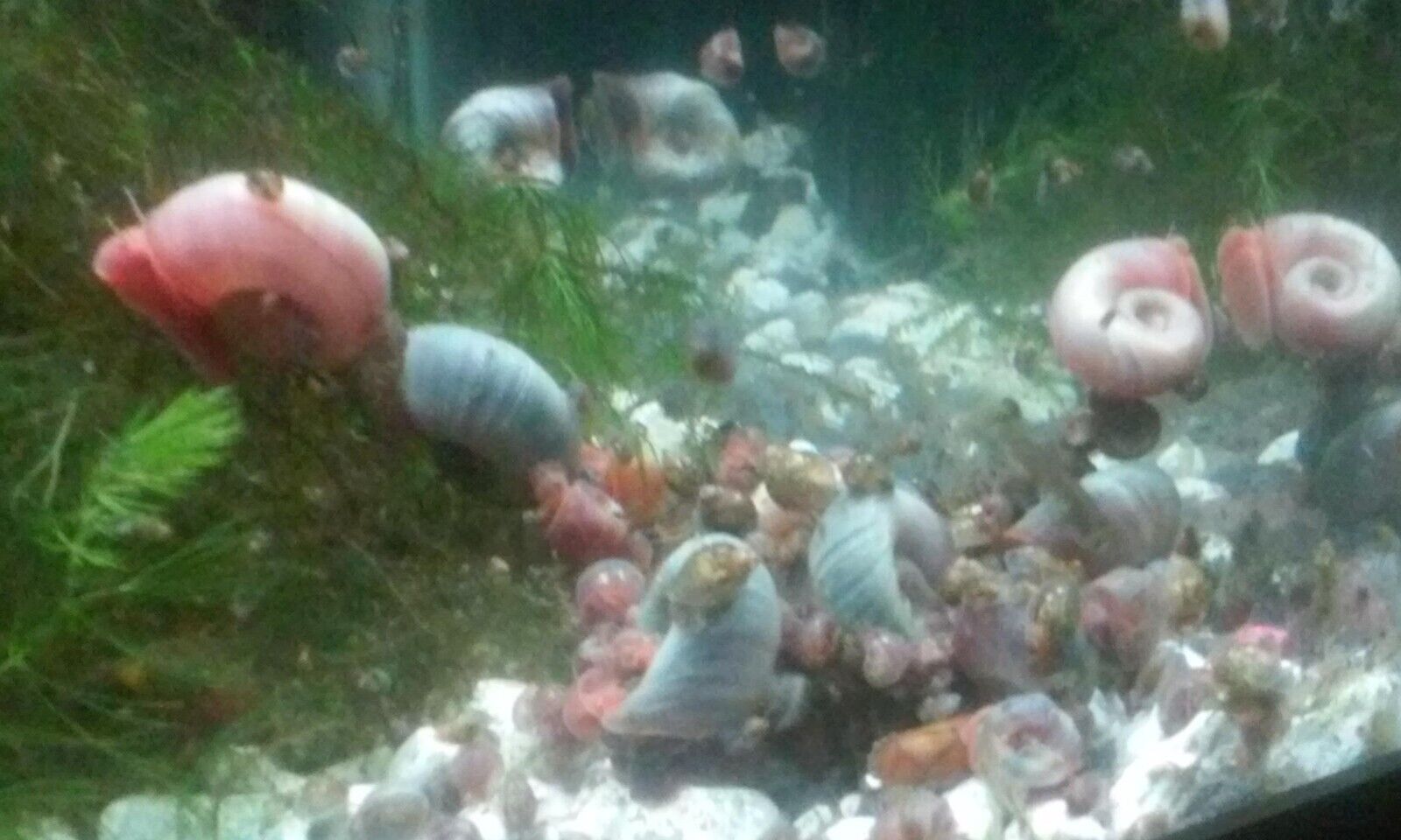250+ Ramshorn Snails Various Colors and Sizes Algae Eaters 