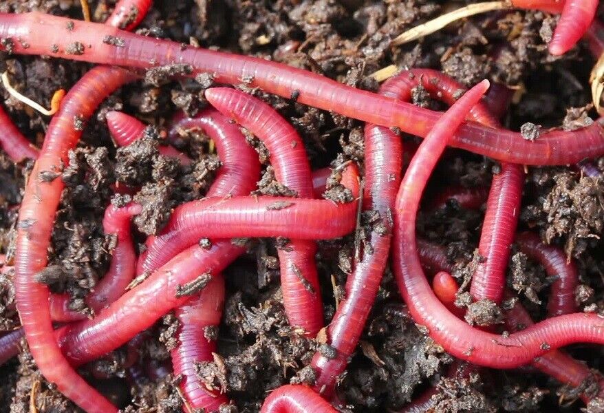 24 Big Red Wiggler Trout Worms 24+ Live Earthworm Fish Bait & Reptile Food Diet