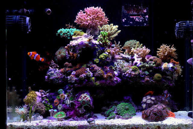 10 pounds of Premium Deco Gulf Live Rock coral aquarium