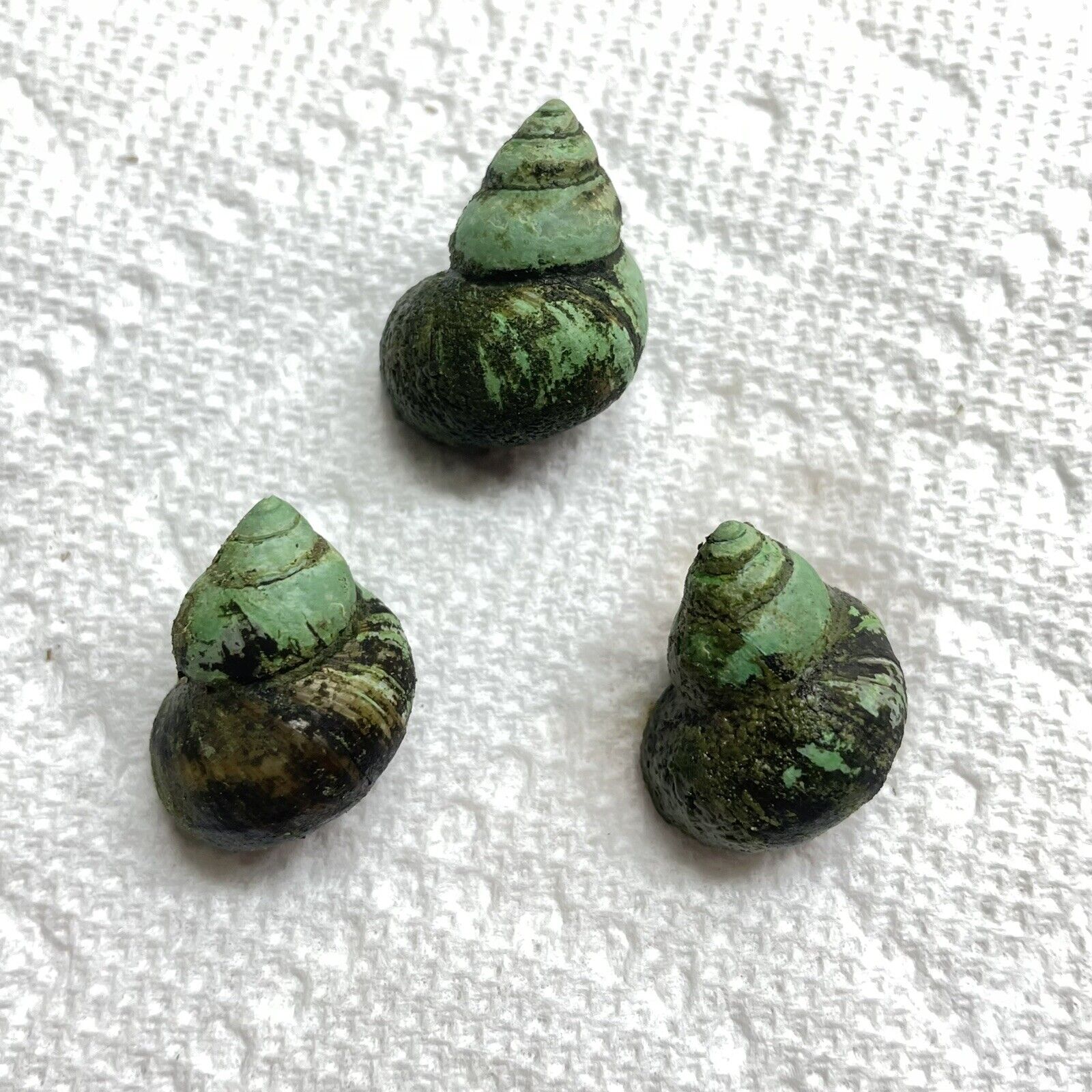5/10/20X Trapdoor Snails Algae Eaters Koi Kompanion 