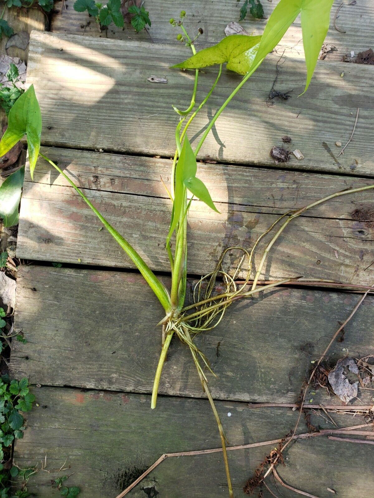 Sagittaria cuneata, arum leaf arrowhead aquatic plant.