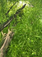 1 Cup-Live Guppy Grass (Najas Guadelupensis) Live Aquatic Plant Buy 2 Get 1 Free picture