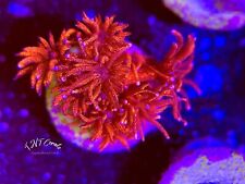 [TNT RED GLITTER Goniopora ]-LIVE CORAL Lps Sps  Frag picture