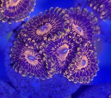 5 polyp flaming mohican zoas live coral frag WYSIWYG - zoanthids picture