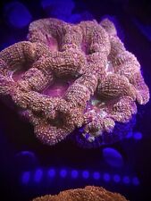 WYSIWYG Multicolor Bowerbanki Multiple Polyp Rainbow SPS ZOA LPS Live Coral Frag picture