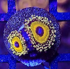 GodBeast Zoa -  2 polyps ZOANTHID- WYSIWYG RARE LIVE CORAL Frag - SOFT CORAL picture