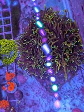 Dragon Soul Torch- 7 Polyp Colony - Aquaculture Coral picture