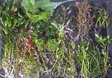 50+ Plants Live Freshwater Aquarium Plants Bundle Pick 5 Plus 5+ Bonus Species picture
