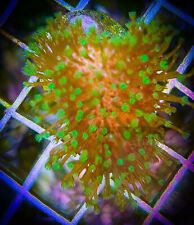 SAF~ Green Toadstool Leather Coral Frag,  “WYSIWYG” Soft, Coral Colony, SPS, LPS picture