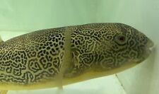 XXL MBU Puffer 26”+ -Live Freshwater Tropical Aquarium Fish picture