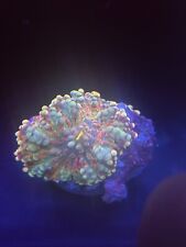 WYSIWYG True rainbow Ricordea  mushroom live coral zoa/torch/hammer picture