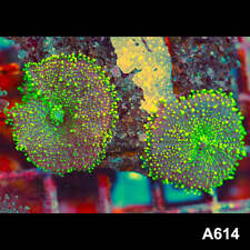 Item#A614IN2614(S) WYSIWYG Indo Ultra Unique Ricordea Yuma Mushroom Colony picture