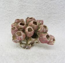 Natural Pink Purple Coral Barnacle Ocean Sea Shell Cocoa Beach FL picture