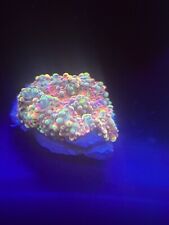 WYSIWYG True rainbow Ricordea  mushroom live coral zoa/torch/hammer picture
