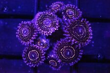 Stratosphere zoa single polyp Wysiwyg live coral frag picture