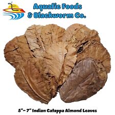 5000 Indian Catappa Almond Leaves, 5
