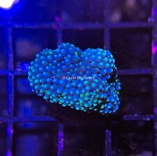 CE WYSIWYG Rainbow Ricordea Yuma Mushroom  Live Coral Frag LPS SPS #R1OF7 picture