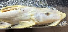 Albino Yarreli Goonch Catfish 12-13”-Live Freshwater Tropical Aquarium Fish picture
